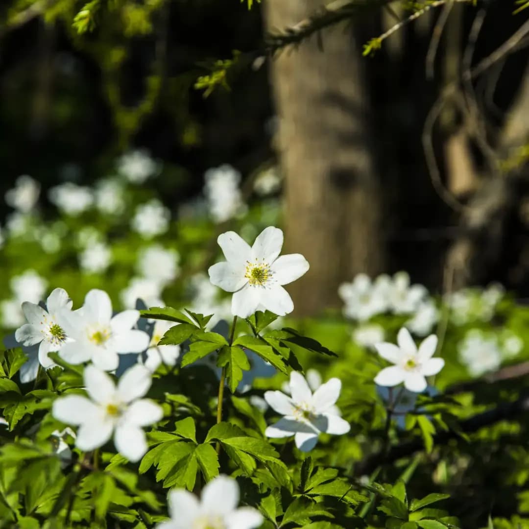 Beslutade bidrag inom ändamålet Hjälpverksamhet bland behövande äldre 2023